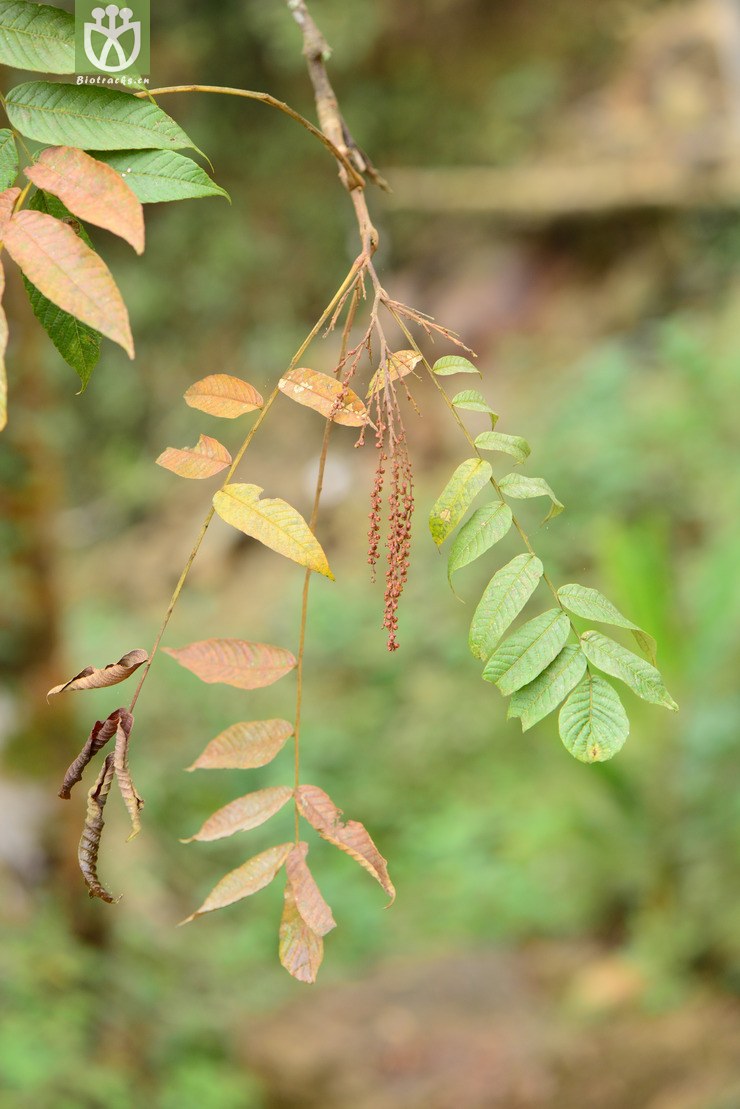 rhoiptelea chiliantha马尾树【h】【标本号:led6354】2016-12-04xx