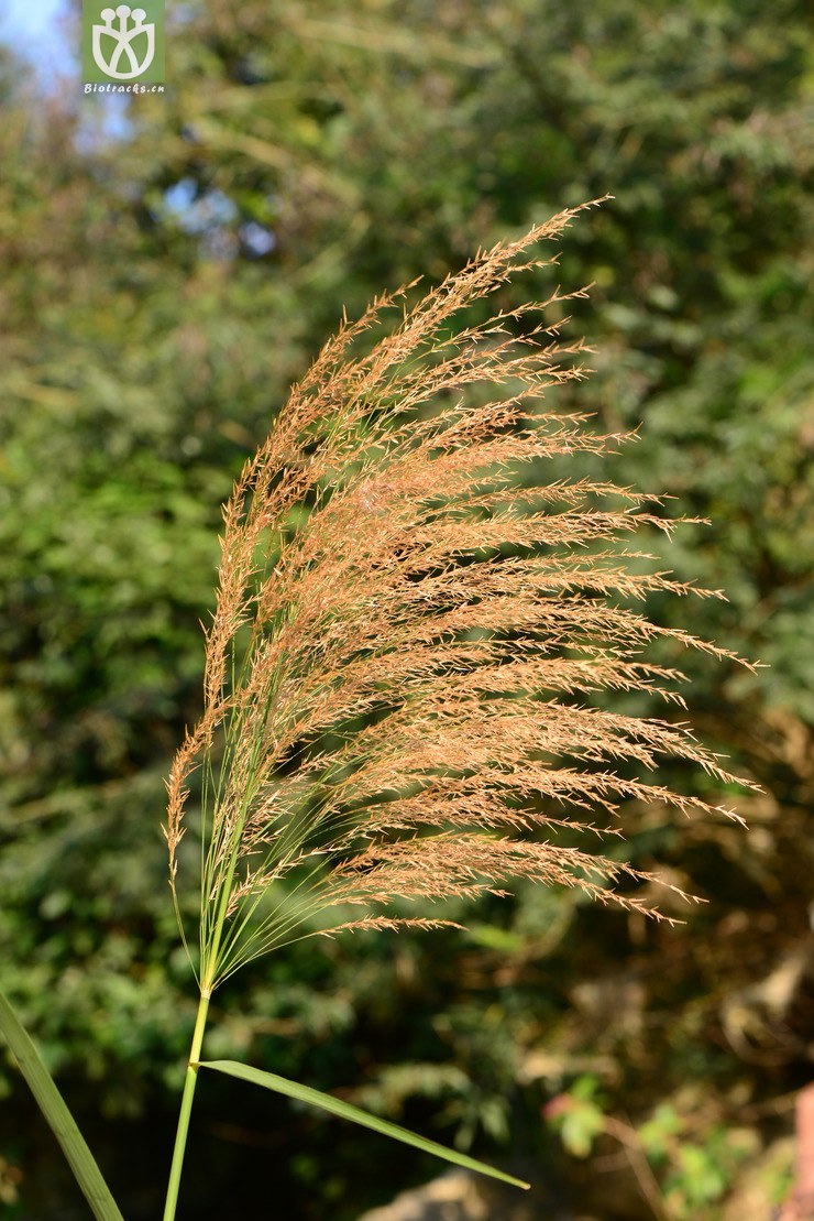 arundo donax芦竹【可以处理】2016-12-07xx-yn dsc_9764.