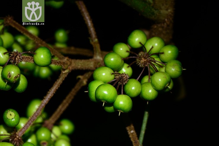 brassaiopsis gracilis细梗罗伞【h】【标本号:led6451】2016-12-05xx