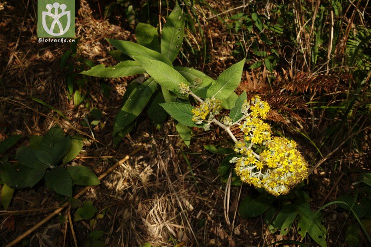 synotis cappa密花合耳菊【g】2016-12-05xx-yn dsc00838.