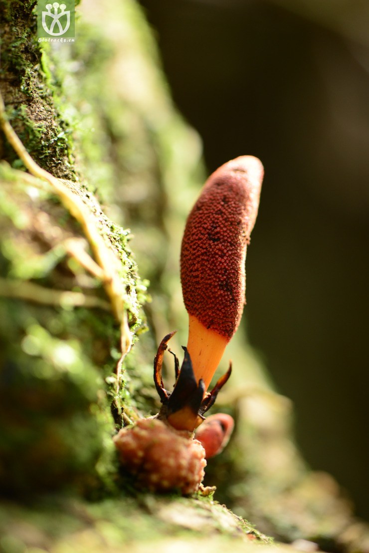 balanophora laxiflora疏花蛇菰【g】2016-12-08xx-yn dsc_0028.