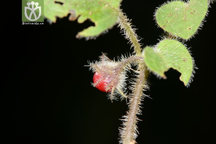 caulorhiza茎根红丝线【h】2016-12-06x 相邻时间拍摄的照片    31张