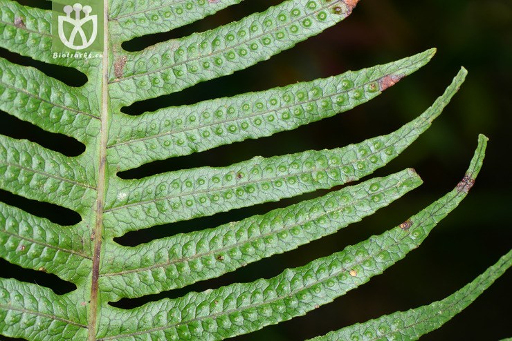 polypodiodes amoena友水龙骨【可以处理】2016-12-06xx-yn dsc_8492.