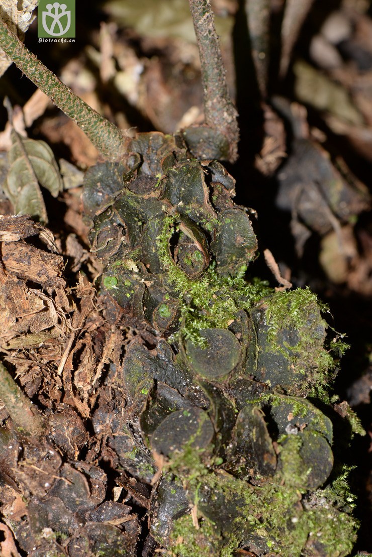 angiopteris subrotundata圆基莲座蕨【可以处理】2016-12-06xx-yn