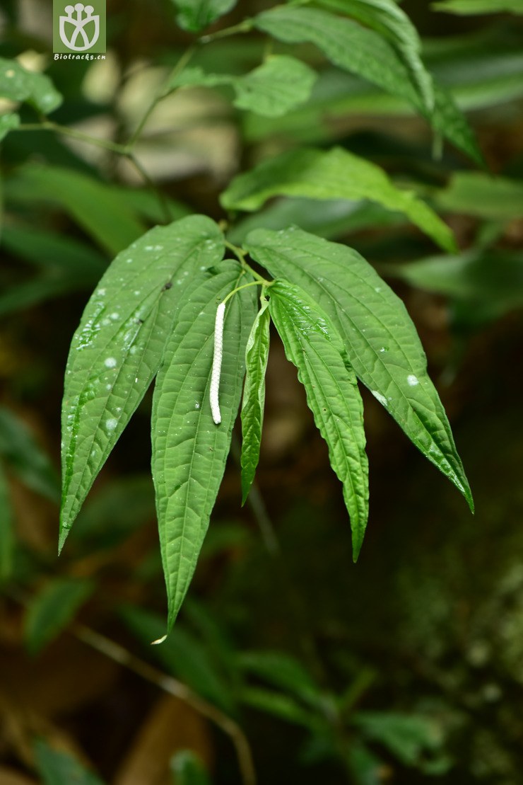 5809 piper boehmeriifolium苎叶蒟【♀g】2017-05-11xx-yn dsc_9615.