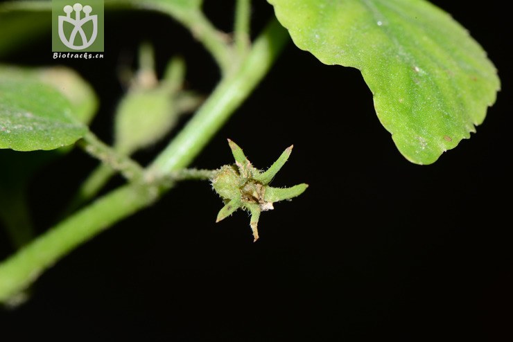 图片信息-kingdonia-植物云数据