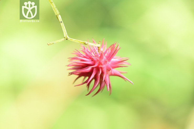 euonymus acanthocarpus刺果卫矛【h】【标本号:led6496】2016-12-06