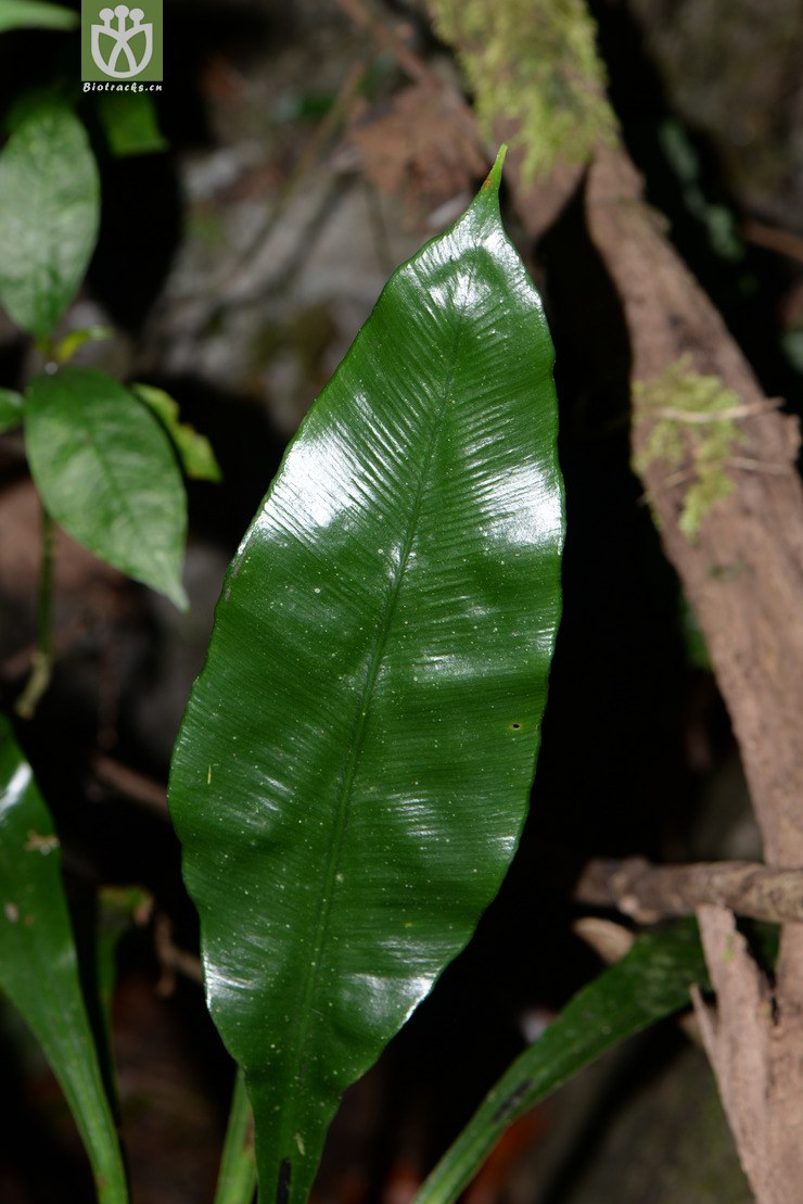 asplenium antrophyoides狭翅巢蕨【可以处理】【标本号:led6686】