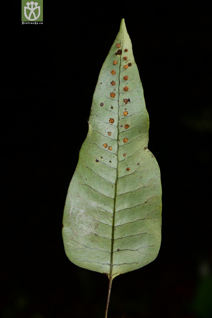 图片信息-kingdonia-植物云数据