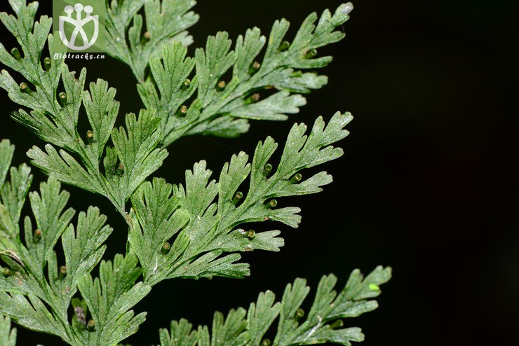 vandenboschia cystoseiroides墨兰瓶蕨【可以处理】2016-12-08xx-yn