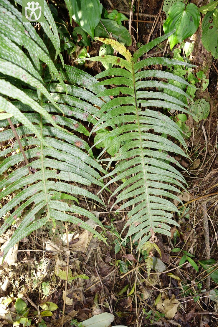 polypodiodes amoena友水龙骨【可以处理】2016-12-06xx-yn dsc01250.