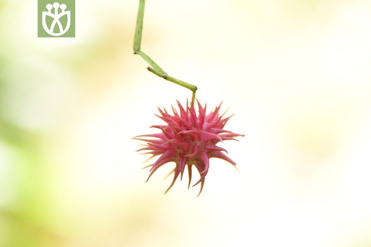 euonymus acanthocarpus刺果卫矛【h】【标本号:led6496】2016-12-06