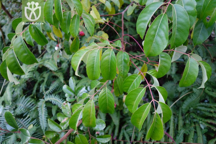 图片信息-kingdonia-植物云数据