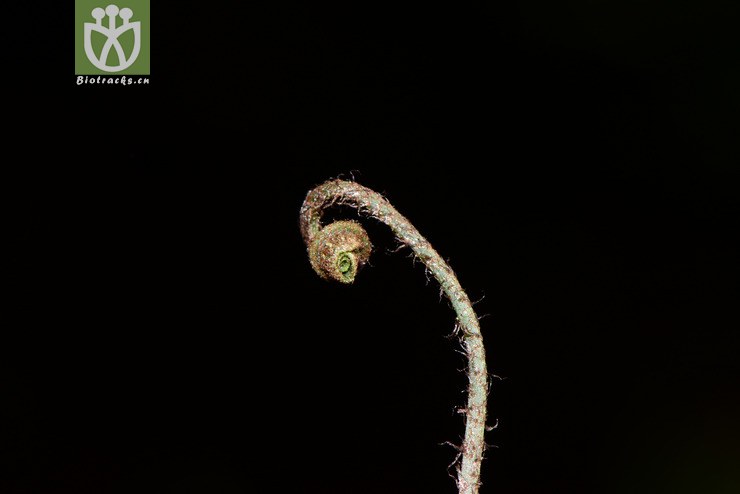 neolepisorus ovatus卵叶盾蕨【可以处理】【标本号:led6690】2016-12