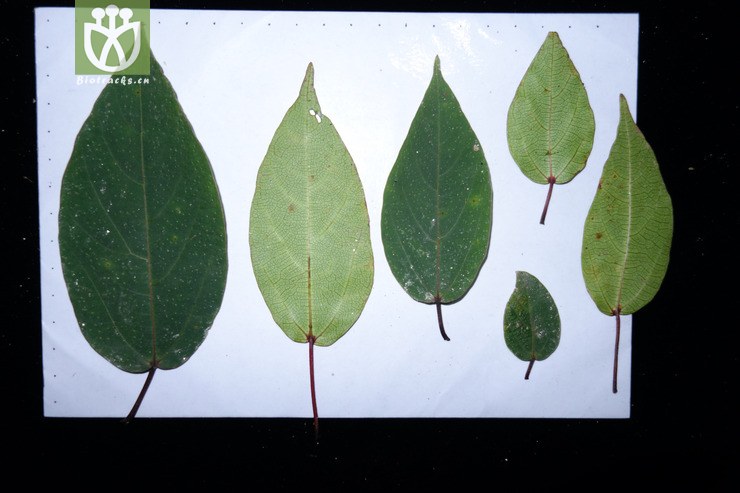 ficus ovatifolia卵叶榕【可以处理】【标本号:led6310】2016-12-04xx