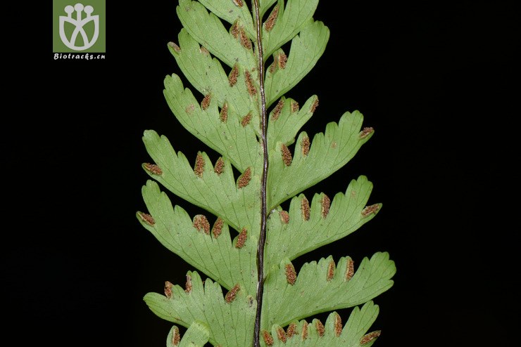 hymenasplenium cheilosorum齿果膜叶铁角蕨【可以处理】2016-12-06xx