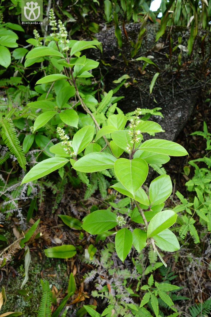 图片信息-kingdonia-植物云数据