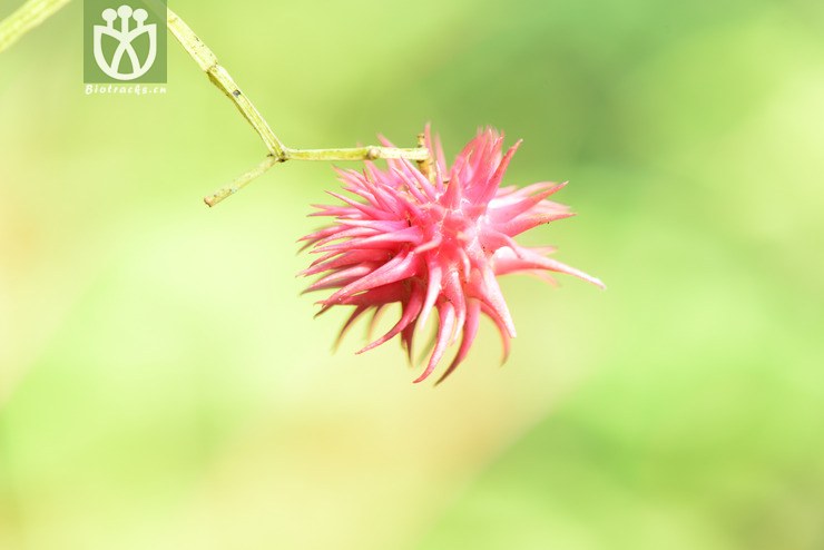 euonymus acanthocarpus刺果卫矛【h】【标本号:led6496】2016-12-06