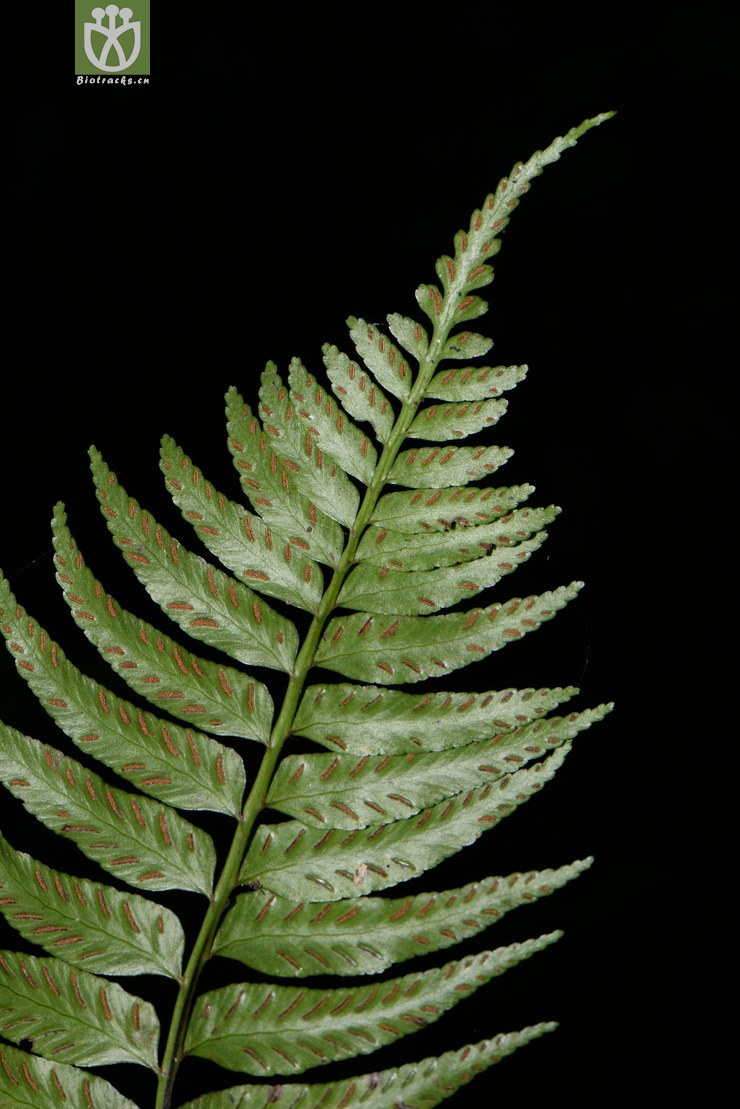 asplenium wrightii狹翅鐵角蕨【可以處理】2016-12-08xx-yn dsc_0241