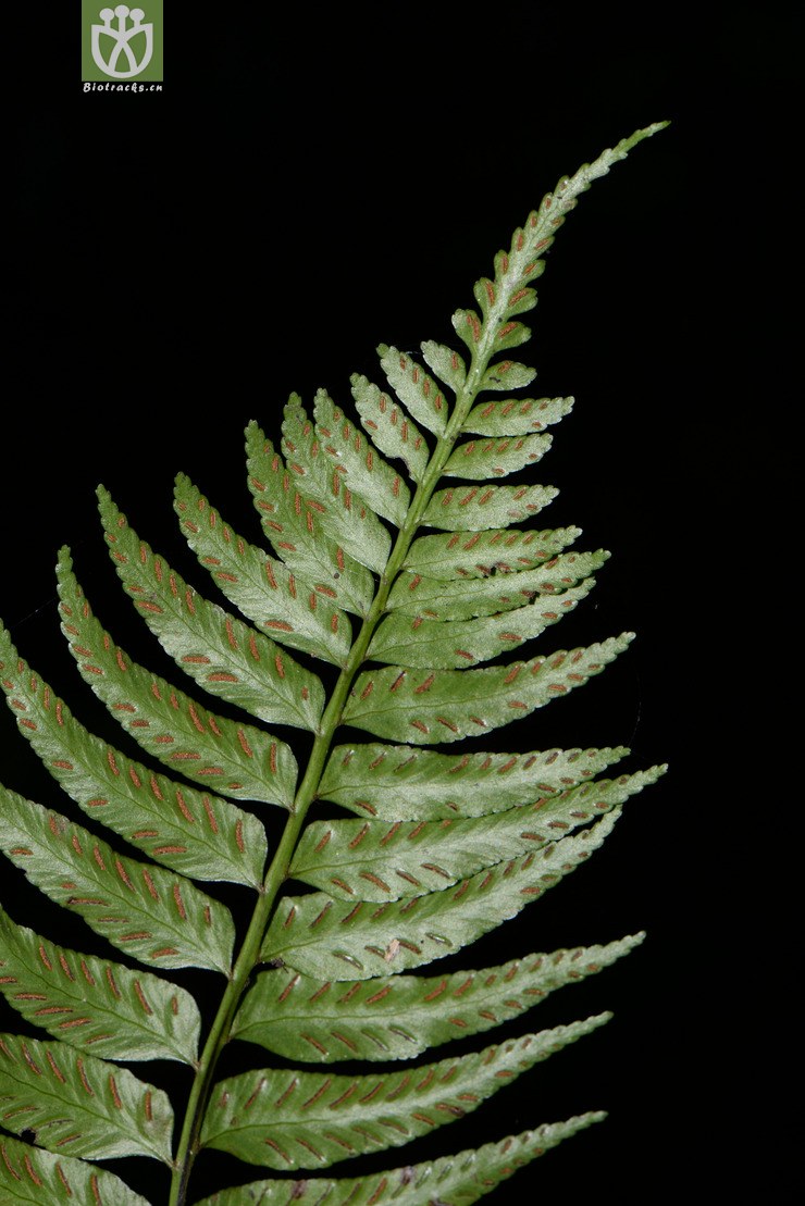asplenium wrightii狭翅铁角蕨【可以处理】2016-12-08xx-yn dsc_0241