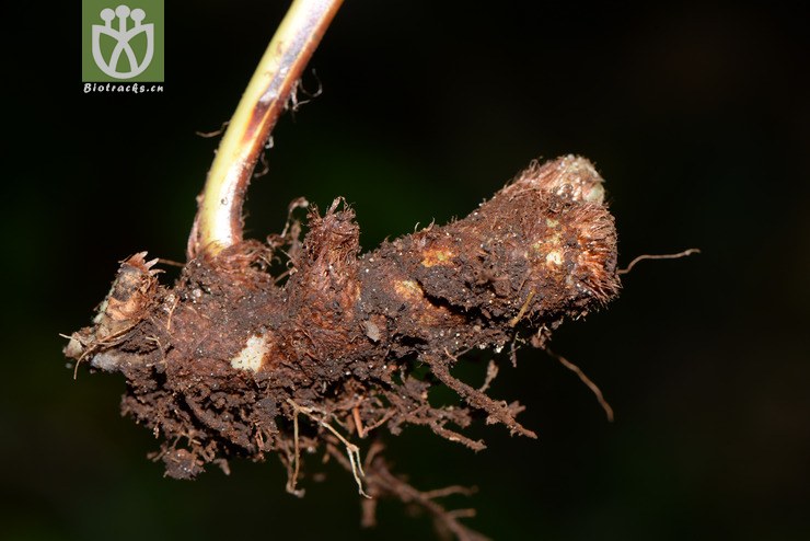 polypodiodes amoena友水龙骨【可以处理】2016-12-06xx-yn dsc_8487.