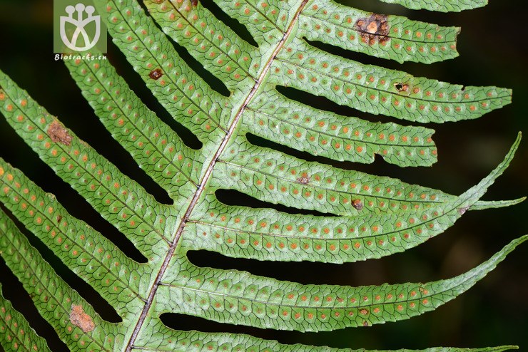 polypodiodes amoena友水龙骨【可以处理】2016-12-06xx-yn dsc_8490.