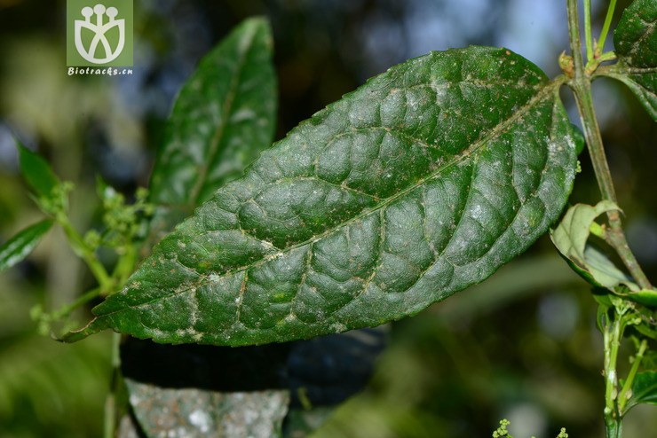 euonymus acanthocarpus刺果卫矛【h】【标本号:led6496】2016-12-06