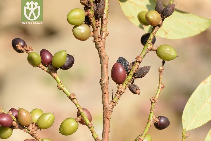 图片信息-kingdonia-植物云数据