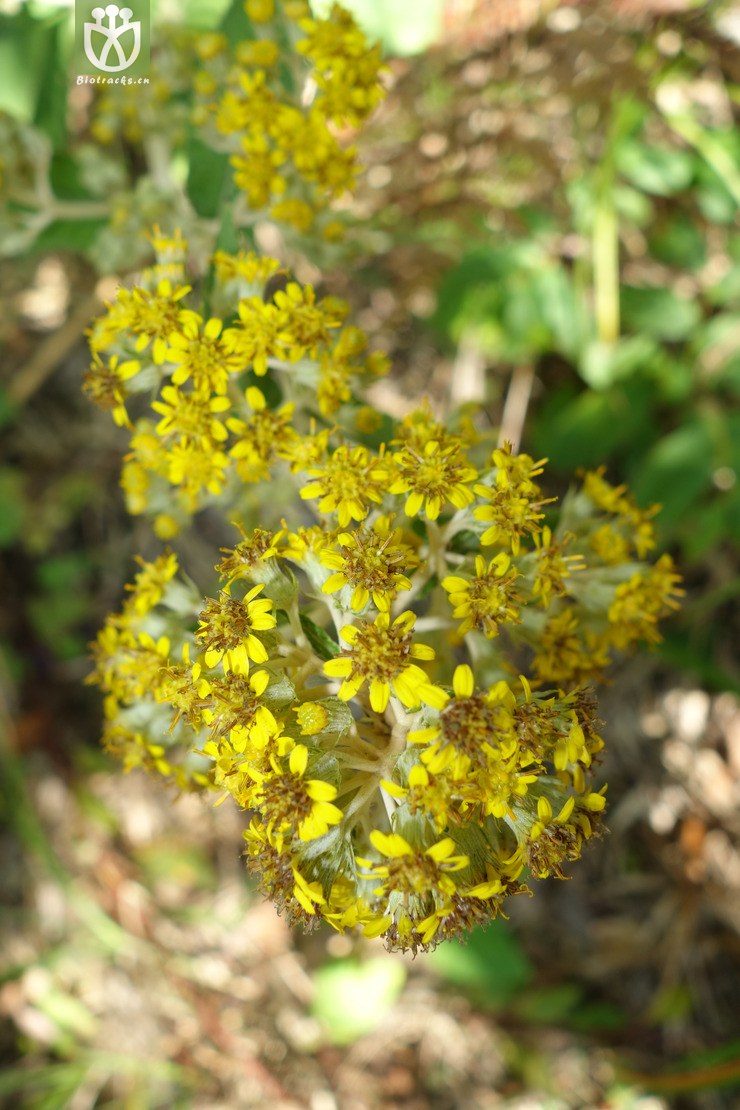 45% synotis cappa密花合耳菊【g】2016-12-05xx-yn dsc00840.