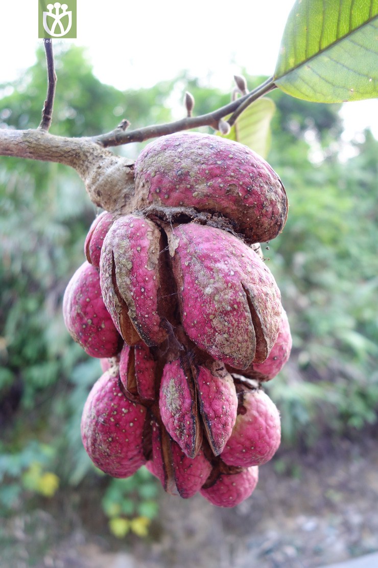 michelia odora观光木【可以处理】【标本号:led6662】2016-12-07xx