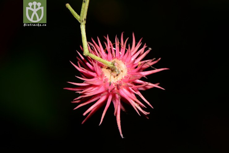 euonymus acanthocarpus刺果卫矛【h】【标本号:led6496】2016-12-06