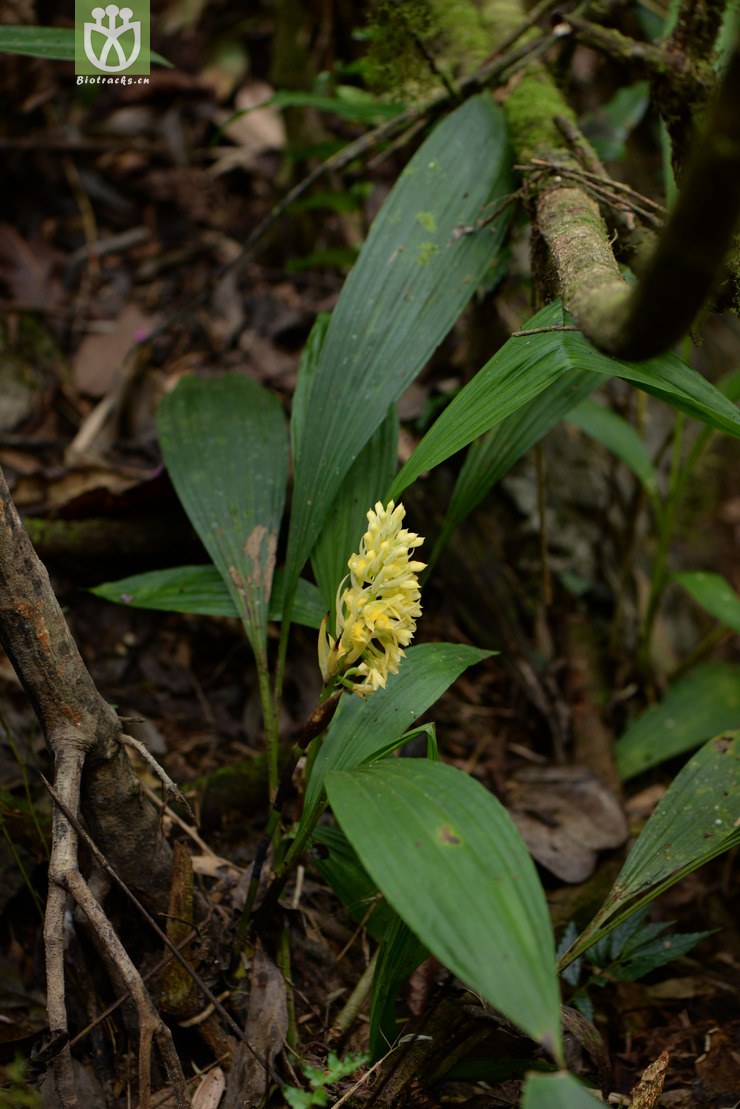 calanthe clavata棒距虾脊兰【g】【标本号:led6668】2016-12-08xx-yn