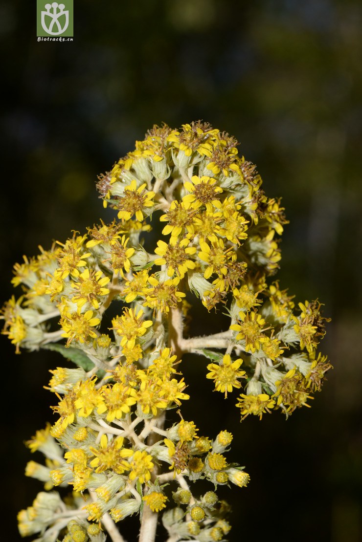 synotis cappa密花合耳菊【g】2016-12-05xx-yn dsc_7577.