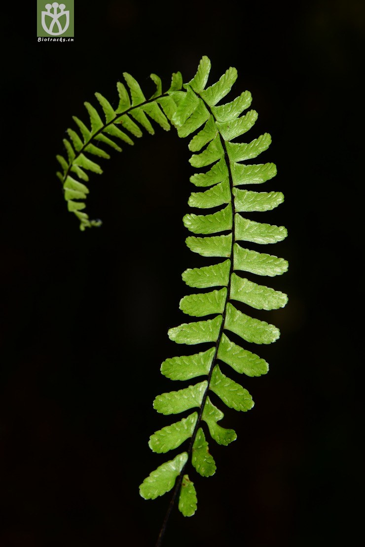 图片信息-kingdonia-植物云数据