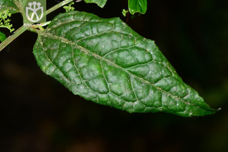 euonymus acanthocarpus刺果卫矛【h】【标本号:led6496】2016-12-06