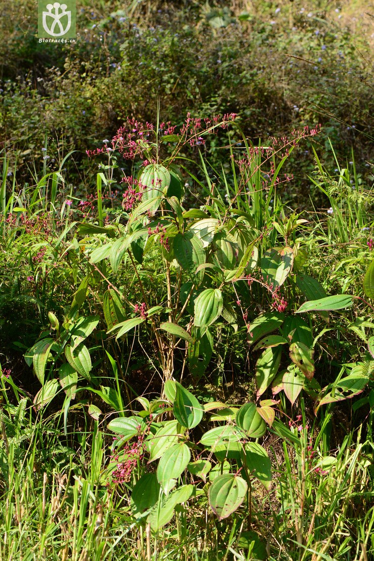 oxyspora paniculata尖子木【可以处理】【标本号:led6624】2016-12