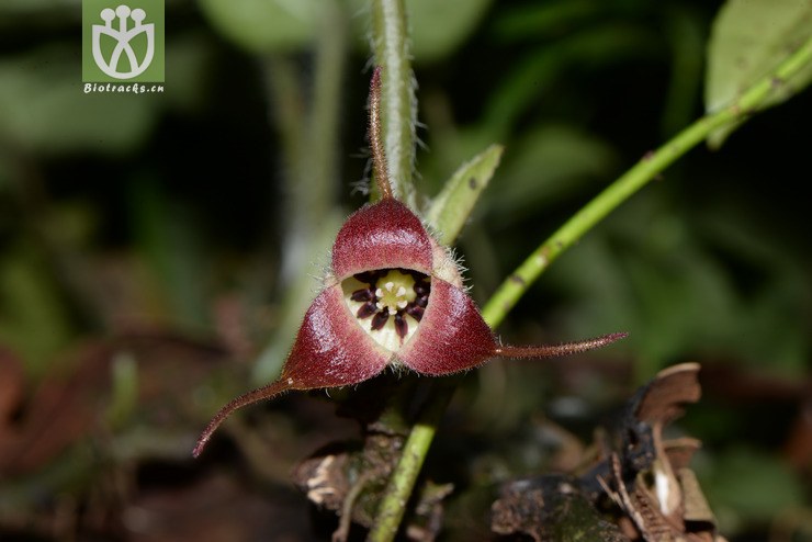 100% asarum caudigerum尾花细辛【可以处理】【标本号:zxx16070】