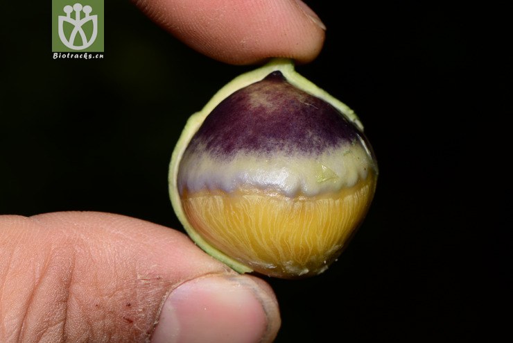 helicia nilagirica深绿山龙眼【h】【标本号:led6628】2016-12-07xx