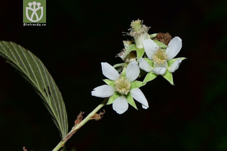 5997 rubus malifolius棠叶悬钩子【g】2017-05-16xx-yn dsc_4396.