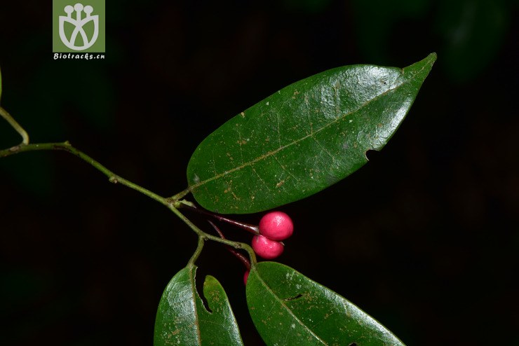 5991 sabia fasciculata簇花清风藤【可以处理】2017-05-16xx-yn dsc