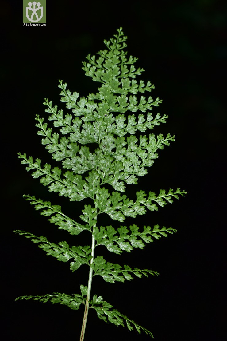 5904 asplenium tenuifolium细裂铁角蕨【可以处理】2017-05-13xx-yn
