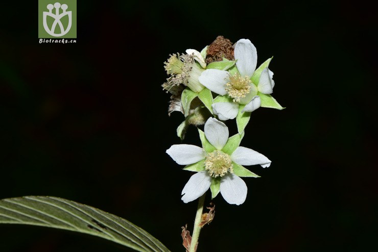 5997 rubus malifolius棠叶悬钩子【g】2017-05-16xx-yn dsc_4395.