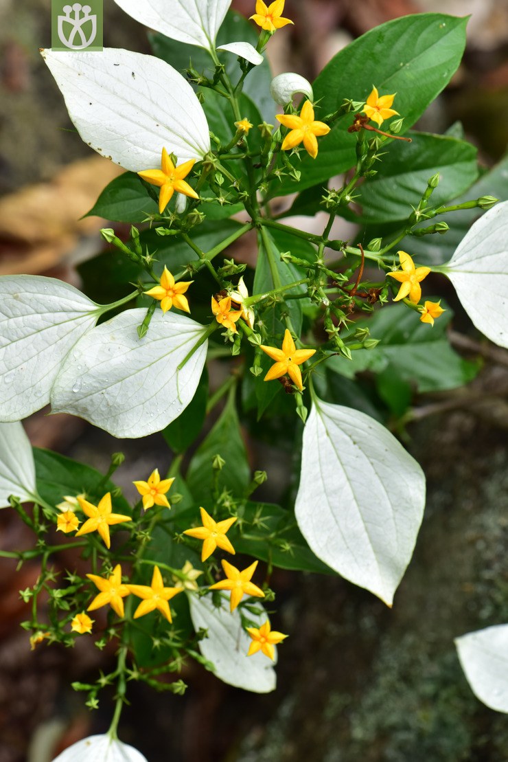 mussaenda erosa楠藤【g】2017-05-14xx-yn dsc_3036.