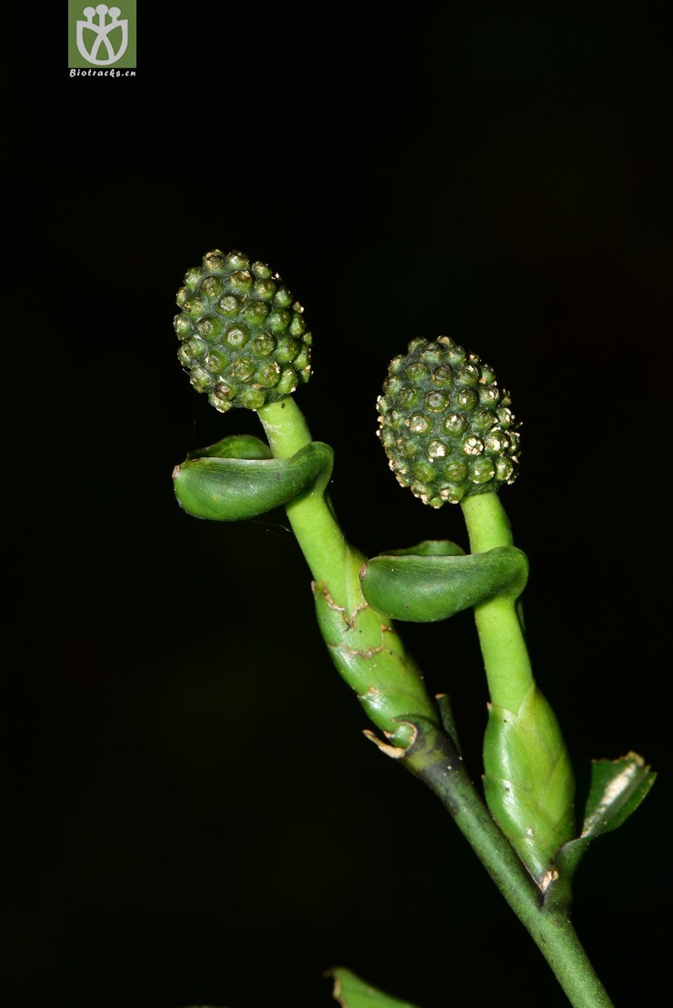 5891 pothos chinensis石柑子【可以处理】2017-05-13xx-yn dsc_1528.