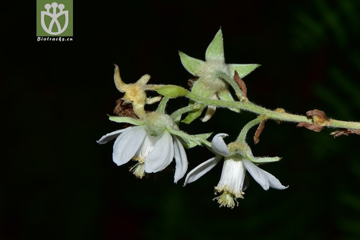 5997 rubus malifolius棠叶悬钩子【g】2017-05-16xx-yn dsc_4398.
