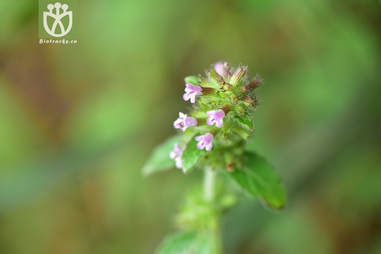 5975 clinopodium repens匍匐风轮菜【可以处理】2017-05-16xx-yn dsc