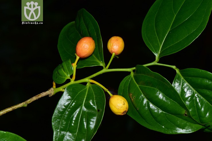 malipoensis大果青皮木【h】2017-05-1 相邻时间拍摄的照片 共 31张