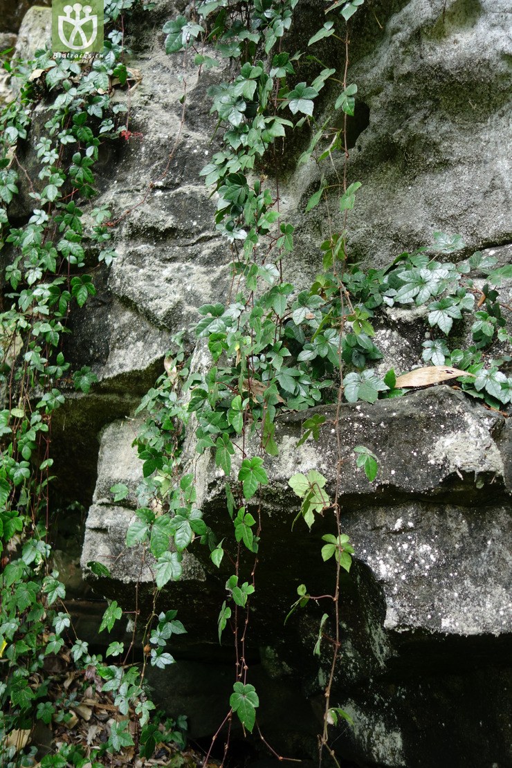 6840 tetrastigma obtectum崖爬藤【♀g】2017-05-18xx-yn dsc04067.