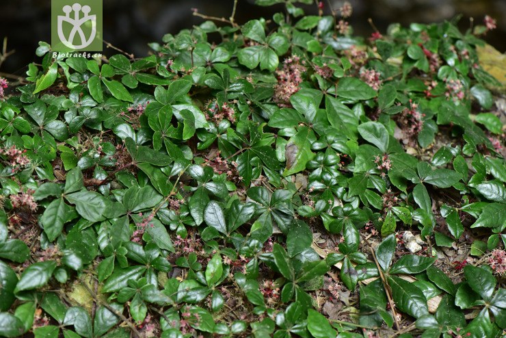 6840 tetrastigma obtectum崖爬藤【♀g】2017-05-18xx-yn dsc_6767.