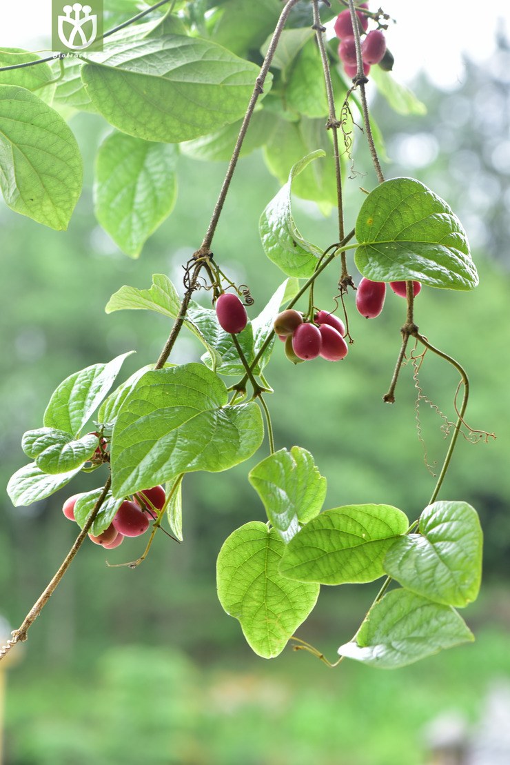 iodes seguinii瘤枝微花藤【h】2017-05-18xx-yn dsc_7110.